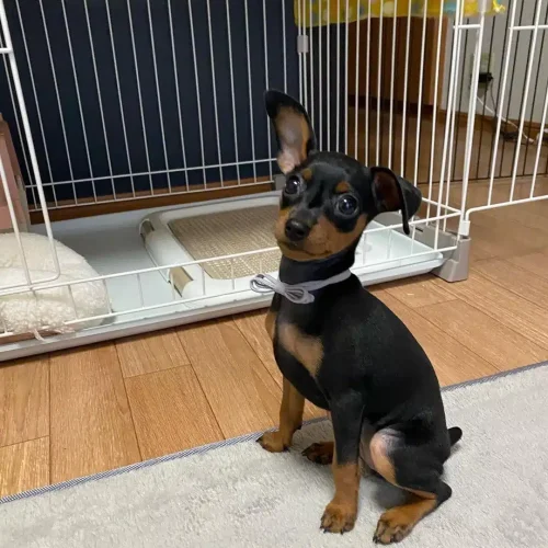 Min Pins For Sale