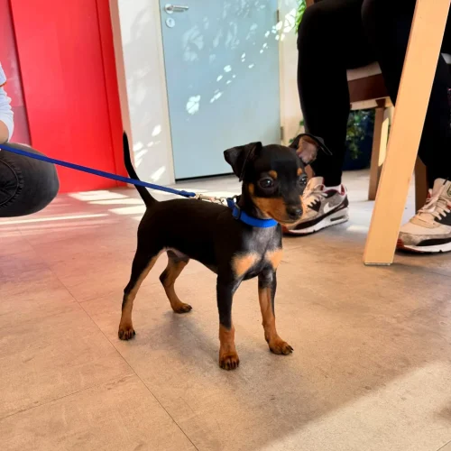 Black and tan Miniature Pinscher puppy