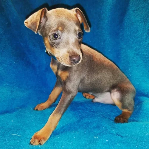 Blue and tan Miniature Pinscher puppy Baby