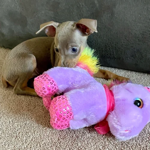 fawn Miniature Pinscher puppy